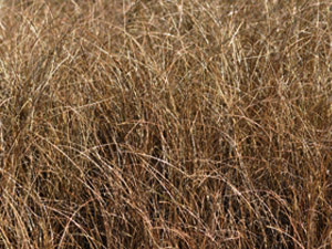 Vivers Càrex - Carex comans 'Bronze'